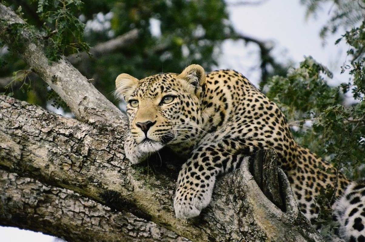 11 Days: Discover Kenya and Tanzania Budget Safaris