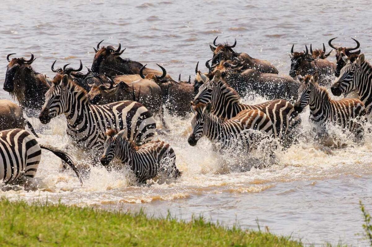 6 Days Maasai Mara and Serengeti Migration Safari-Mara river Crossing