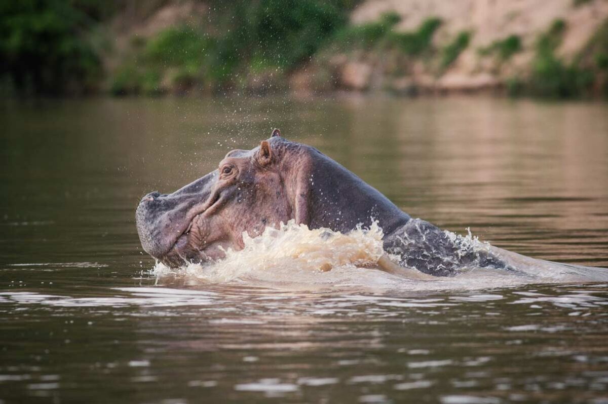 3 Days Selous Game Reserves