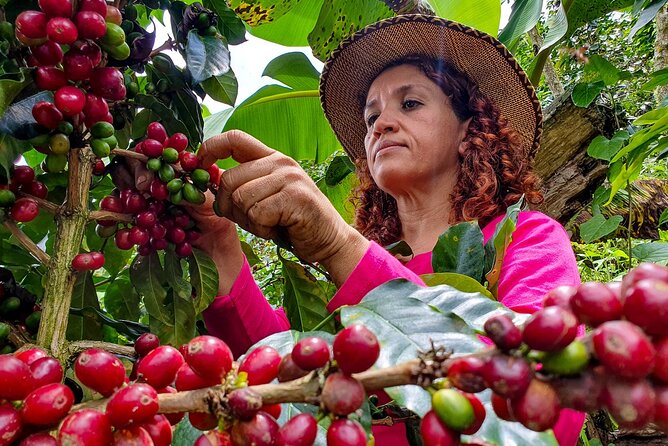 Coffee Plantation tour in Arusha