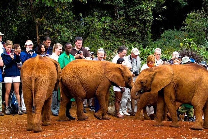 Elephant Orphanage Center Nairobi