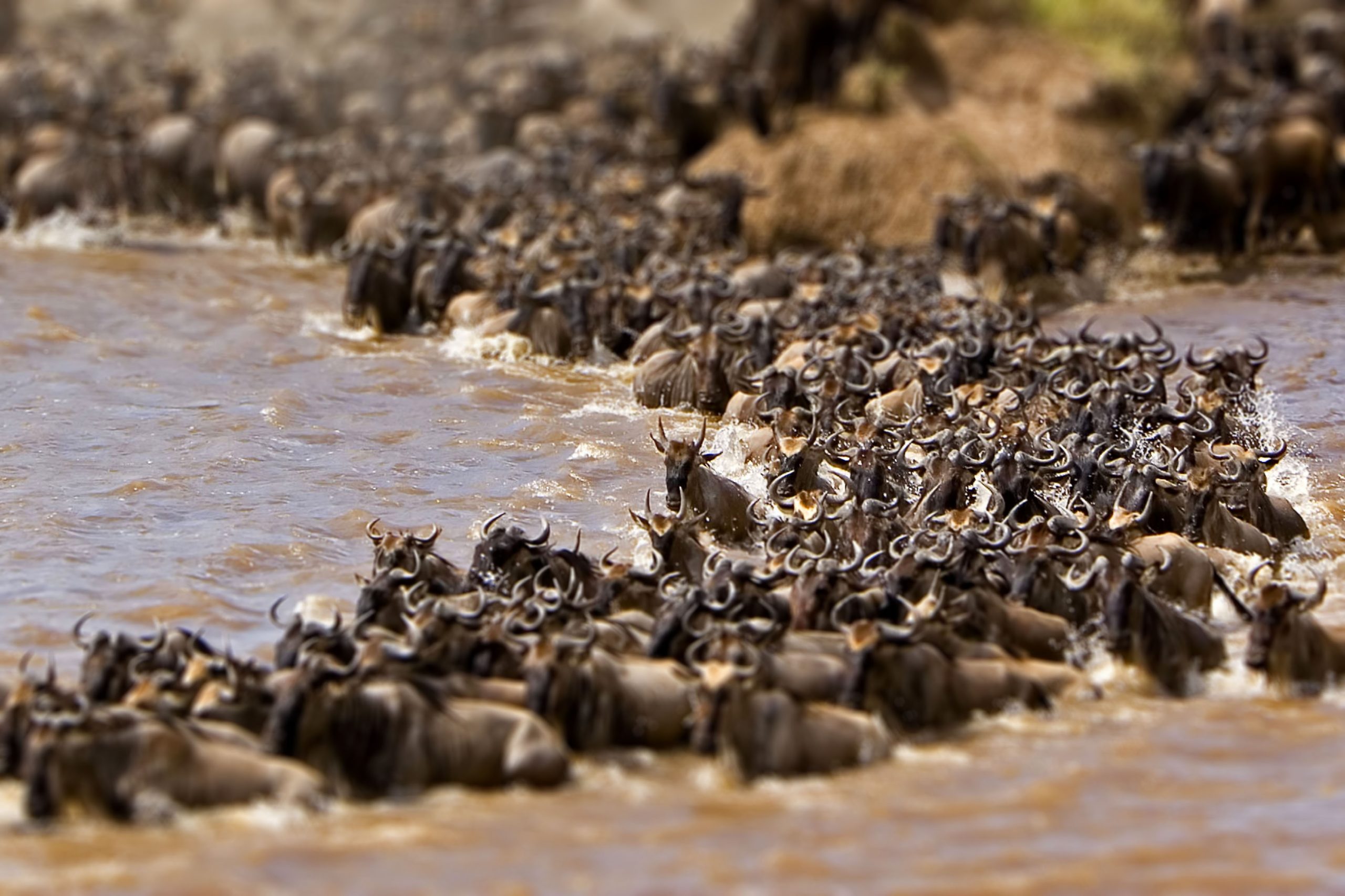 6 Days Maasai Mara and Serengeti Migration Safari-Mara River Crossing