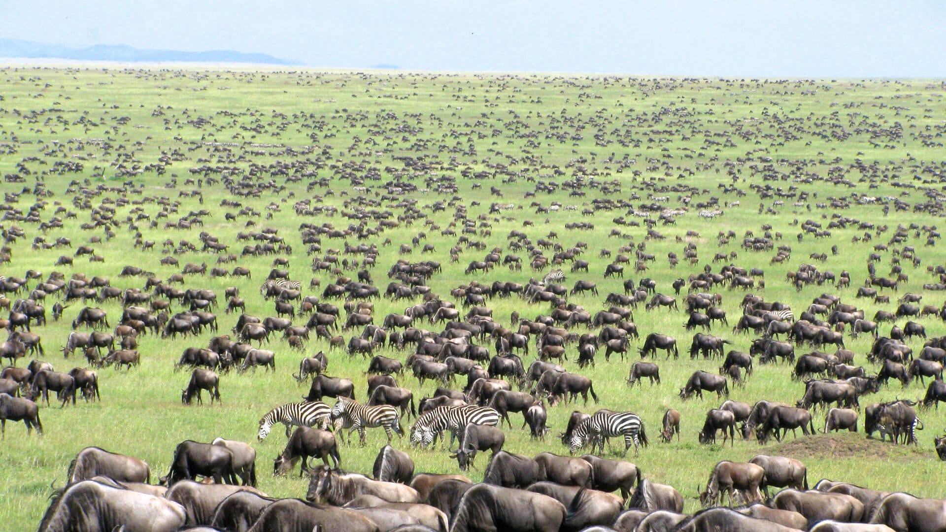 5 Days- Great Wildebeest Migration-Calving Season