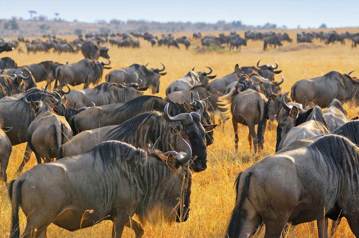 Magnificent Tanzania Culture and Wildebeest Safari