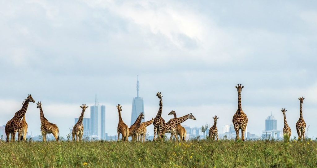 Nairobi National Park