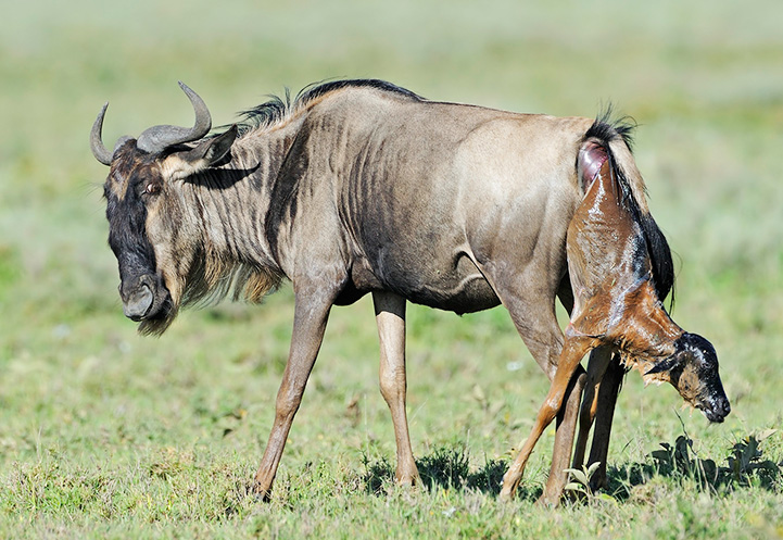 6 Day Ndutu Calving Season Tanzania Serengeti Migration Safari