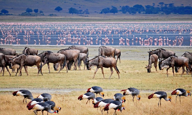 Ngorongoro Crater Day Trip- From Arusha