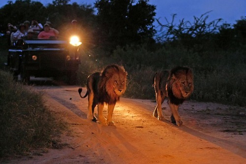 Night game drive lake manyara national park