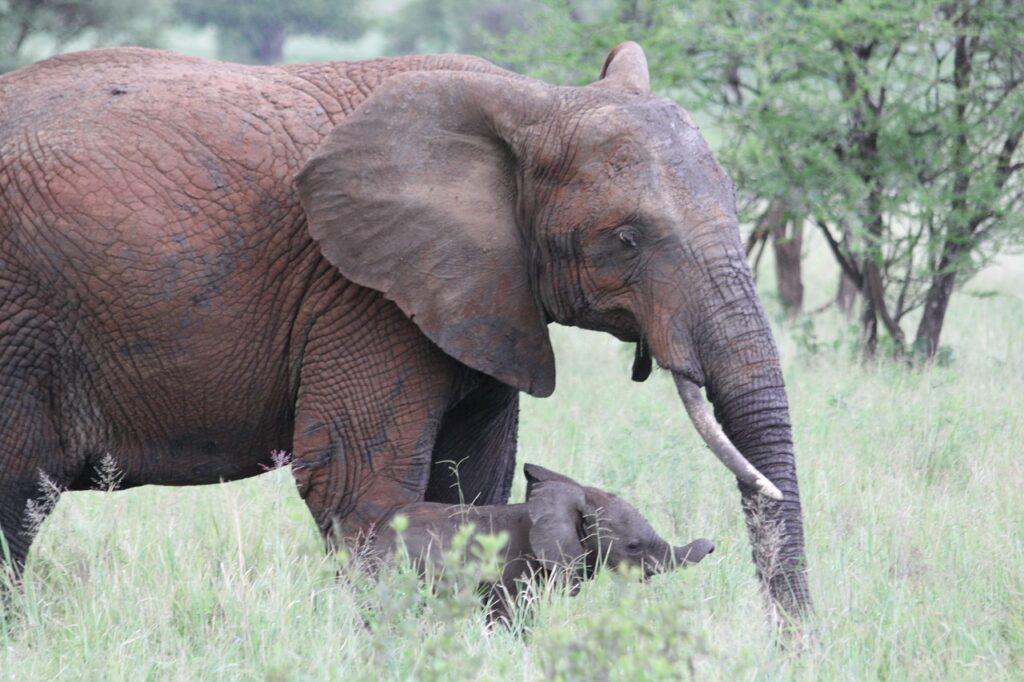 Tarangire National Park day trip from Arusha