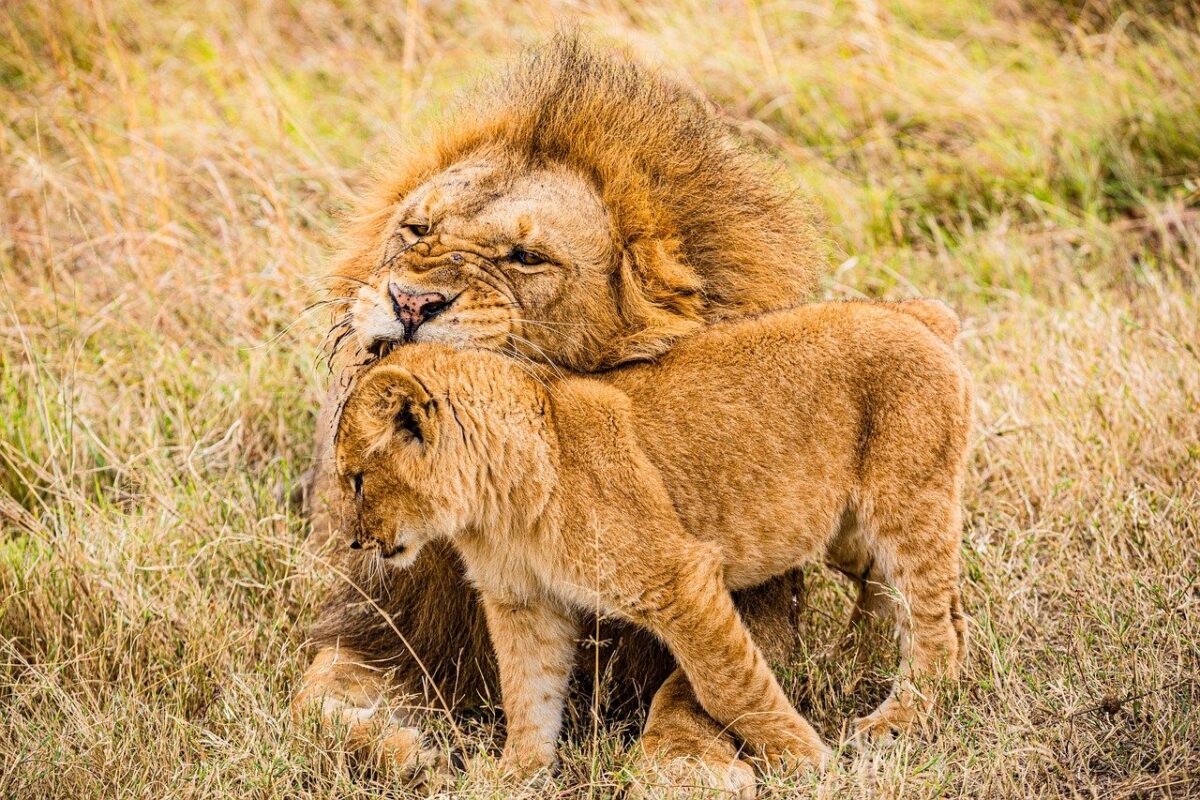 Maasai Mara lion and cub