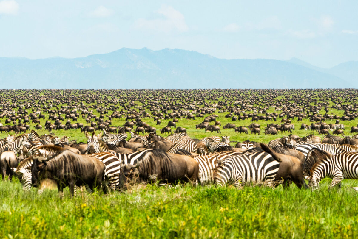 5 days Great Wildebeest Migration -Calving Season