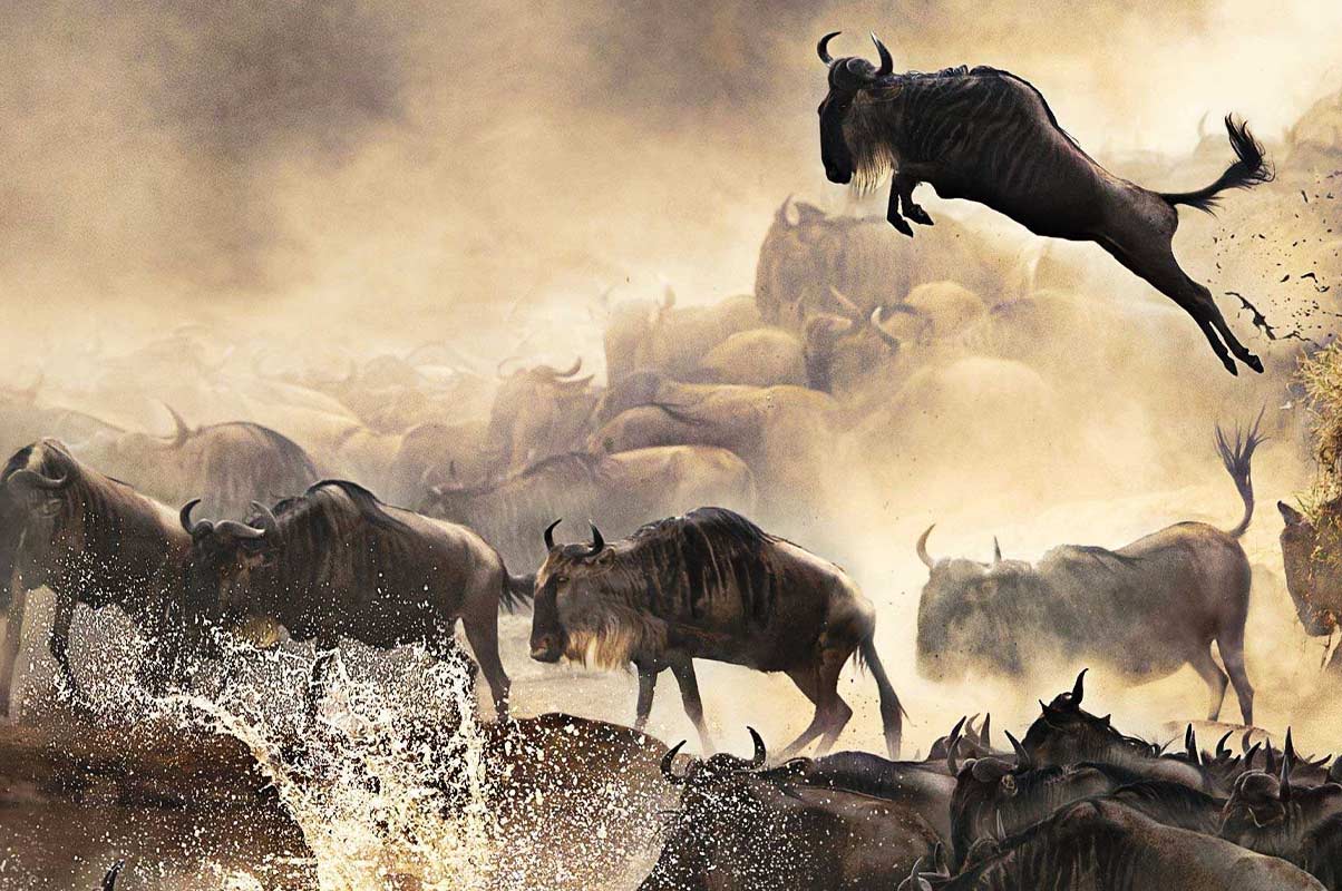 Great Wildebeest Migration